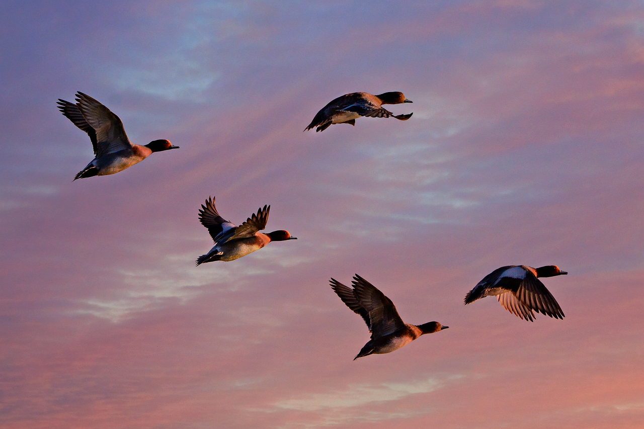 Die 5 besten Cloud-Migration-Berater in Lübeck 2026